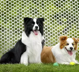 Pet
