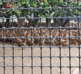 Poultry Farming 