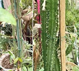 Plant fixation